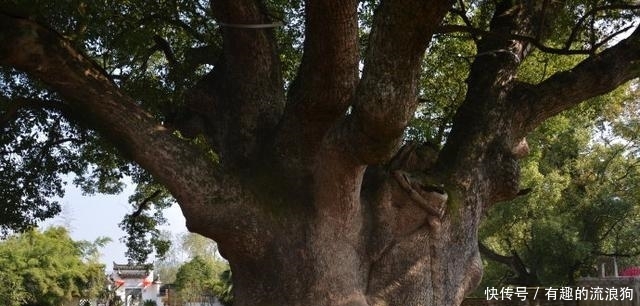  唯一@中国唯一直接以树木命名的城市