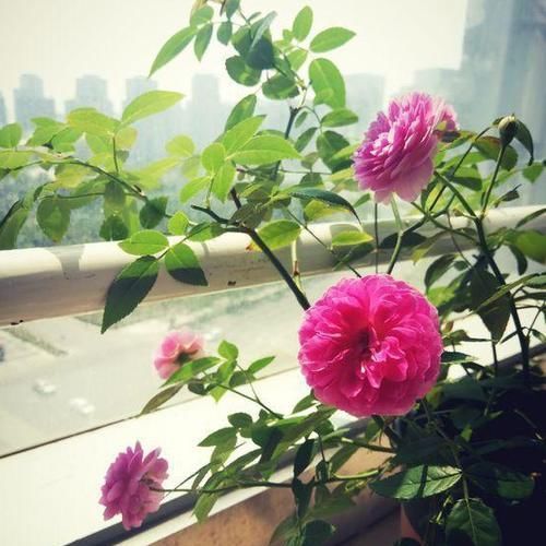  玛姬婶婶：这种花香味浓郁，花多易爆盆，四季开不停，是阳台盆栽佳品！