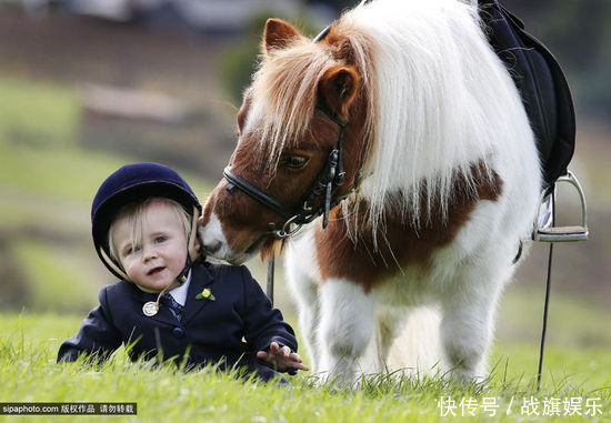 世界上最小的马,身高80公分时速36公里,比代步