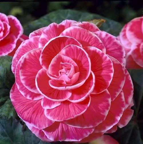  #大岩桐#一种盆栽花卉，开花不输大岩桐，比长寿花好养护，花期比月季还长