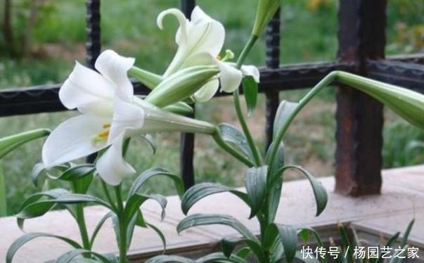  『花被』这4种花被称为“活香水”，净化空气除异味，一家人都健康！