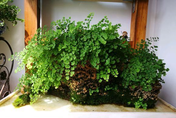  #一年四季#5种超级耐阴绿植，可以随意摆放，一年四季绿油油，你喜欢哪种