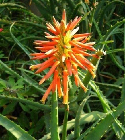  『好运』芦荟开花很少见？小花匠教你几招，棵棵能开花，好运自然来