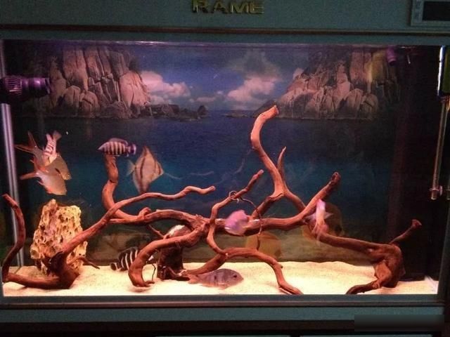  「养草」从养鱼到养草，从雨林缸到水陆缸 | 10年水族之路