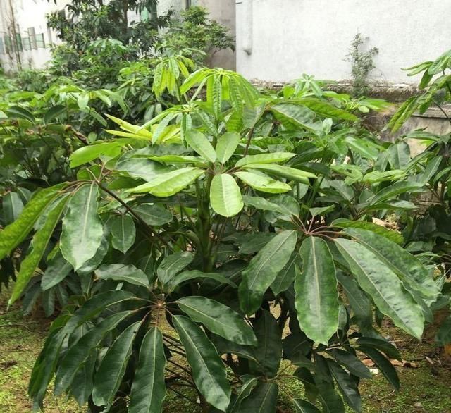 『寓意』大叶伞也叫招财树,寓意特别好!怎么养好大叶伞?