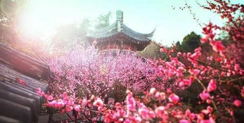  [种植]中国人的院子，最适合种这12种树！你家有吗？