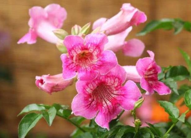 「禁忌」夏季养花草,浇水有“说法”,4个禁忌要牢记,啥花也浇不坏