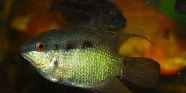  #水族市场上#美洲慈鲷之美，您细品