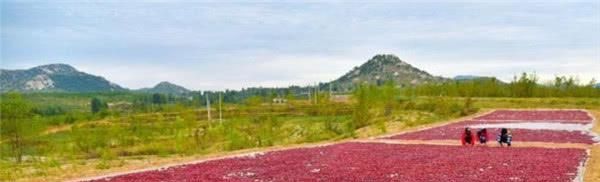 『当地人』中国3座用水果命名的城市,一座比一座甜,当地人为何吐槽不断?