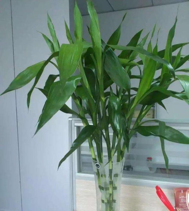 「阳光」家里光照差就养5种耐阴花,没有阳光直射反而长得更旺盛