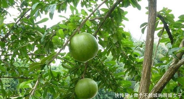 小伙发现树上长满“西瓜”，上前一看，旁边的牌子让他恍然大悟