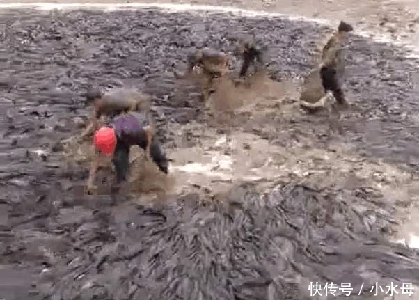农民把鱼塘抽干水后, 全是这种鱼, 让人忍不住头皮发麻