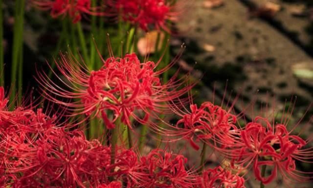  「永不」全年生长的“彼岸花”，花叶永不见，1颗种球埋土里，长一片花海