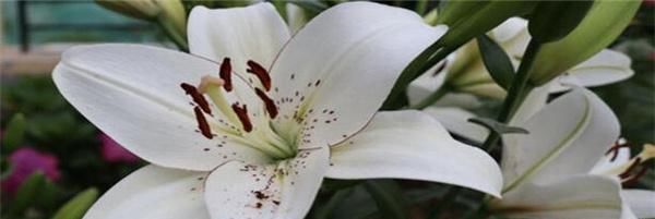  #选择#百合花怎么繁殖,方法操作不好的话直接就废掉了