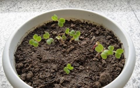  「便宜」阳台春天养这几种花,一棵开花上百朵,便宜又好养,好看极了!