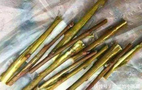  作用|每隔7天涂一点这“汁液”，绿萝、文竹、吊兰叶片油绿，窜不停