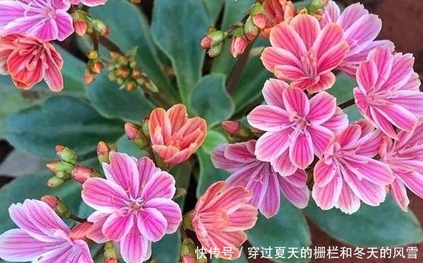  [摸清]养多肉，该不该用磷酸二氢钾？摸清3点，做出正确选择不难
