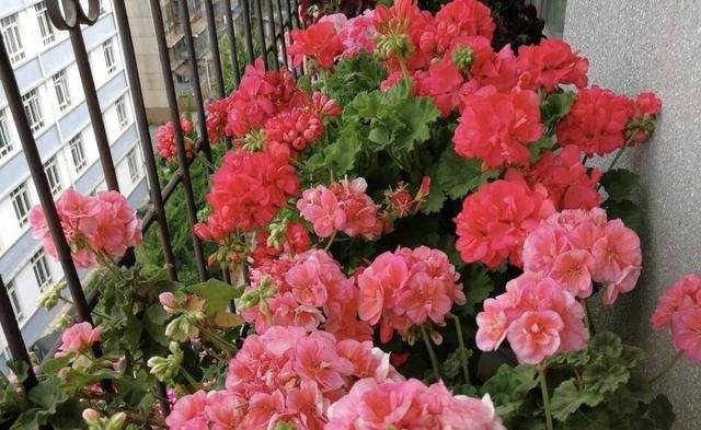  闲时■这些便宜花，最适合阳台养，一年开花200天，闲时天天观花园