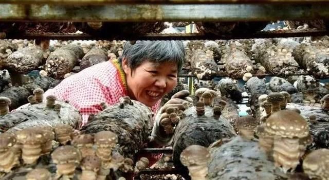  大棚■这个地方四季产香菇，年增收250万