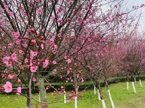 春天干什么？赏花啊！