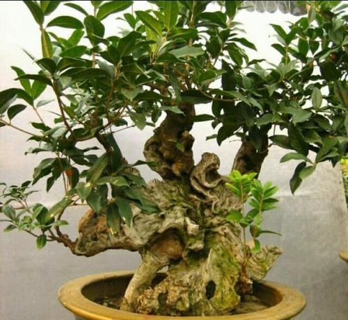  「满院」春季给桂花剪剪枝、抹抹芽，八月桂花才能满院飘香！