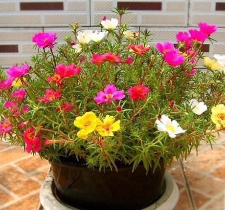  「开花」盆栽太阳花，使劲“虐待”，憋满侧芽，花似小牡丹，开满大阳台