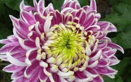  养花■新手养花，不如养盆花中精品“红衣绿裳”，花开艳丽，开花爆盆