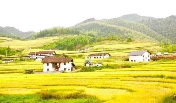 秋收崇义｜金秋奇观 上堡梯田