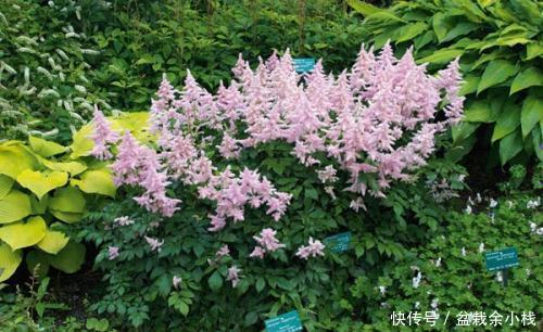『漂亮』此花开花漂亮,好养又浪漫,养一盆年年有花赏