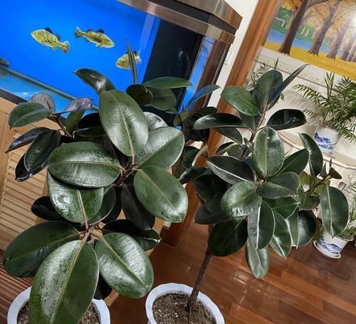  「心意」2种花叶片越厚吸“废气”越厉害，高档又实用，非常合心意