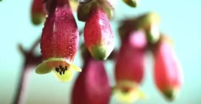  『垂吊花』世界最美的4种垂吊花，简直美出天际，看一眼就疯狂爱上她！