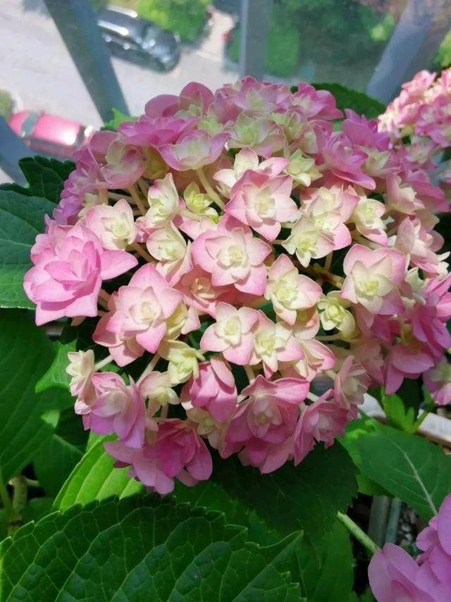  「球老师爱吃薄荷冰淇」封闭阳台养花，防盗窗有大用，1平米也能变花园！