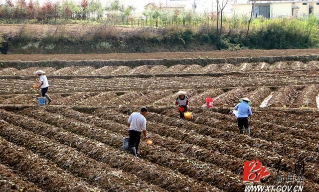  烟农：春耕生产丨新田：烟农管护忙