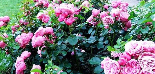 农村致富小项目