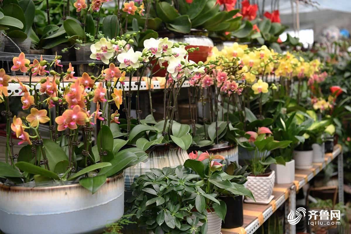 51秒|你的年宵花已到位 快来看看今年流行啥品种