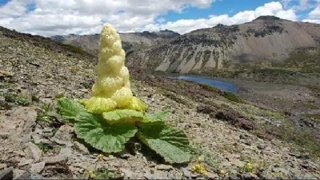 为什么老司机都说川藏线上的“玉米”绝对不能摘？不听话的都哭了