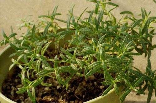 脸上毛孔被螨虫堵住的人，这4大表现逃不掉，2方法排螨虫，缩毛孔