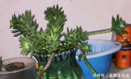千佛手的叶|多肉植物千佛手爆侧芽方法技巧