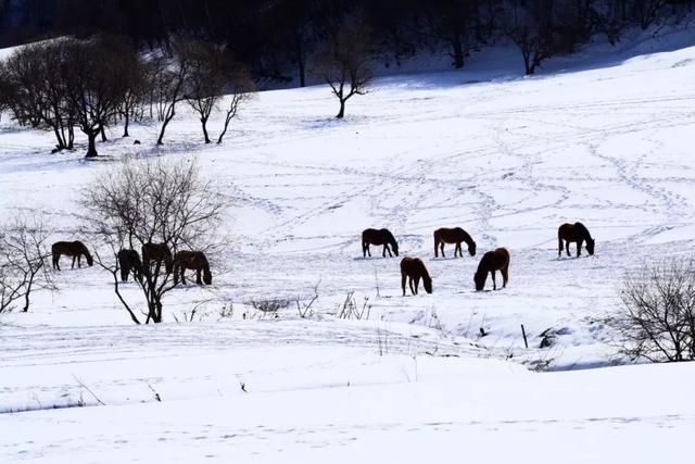 初冬已至，降温来袭 | 陕西这些地方已经下雪啦！想看雪景的走起