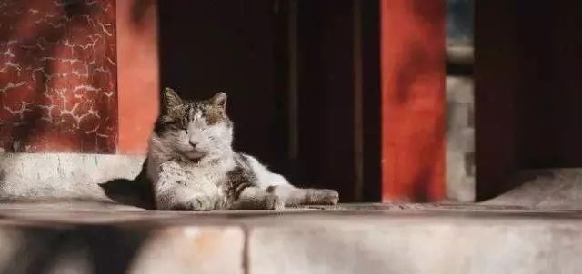 走！去故宫吸猫，181只皇家猫全都撸一遍