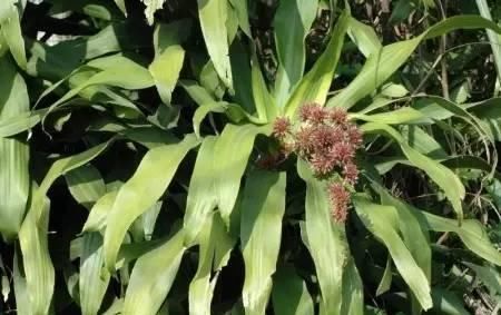  「适合」最好养的盆栽植物，一个月不浇水也能活，适合室内栽种！
