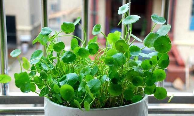  [植物]铜钱草会开花吗？