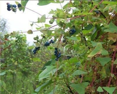  路旁：猫爪刺常生长在山地路旁及沟边潮湿地方，叶柄具倒生皮刺