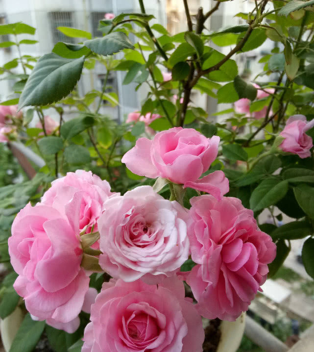  芳香■此花曾获园艺大奖，花色漂亮不说还有浓郁芳香，养护容易值得入手