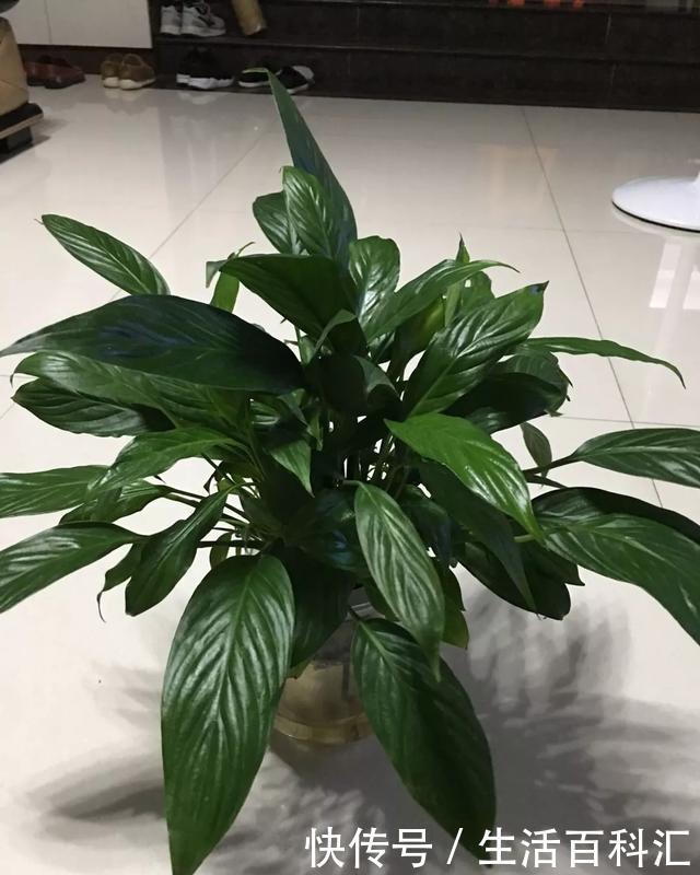 「天一」养花技巧:安全度夏水培花,天一热就养它,1杯水养爆盆
