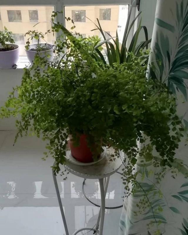  「荷叶铁线蕨」6种适合卫生间养的蕨类植物，耐阴好养活，杀菌去异味！