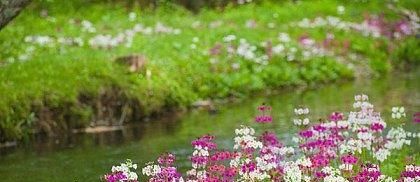 杨万里路过乡村，这首七律清新朴实，美到令人心醉