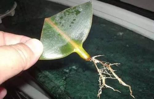 扦插繁殖■想要开花满枝又想净化绿植，下面5种就能满足你