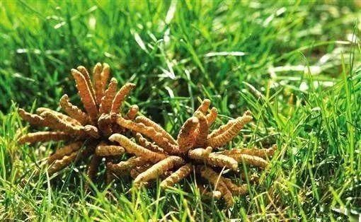 『青海』青海39个之最,不但在全国出名了,还有这么多世界级....