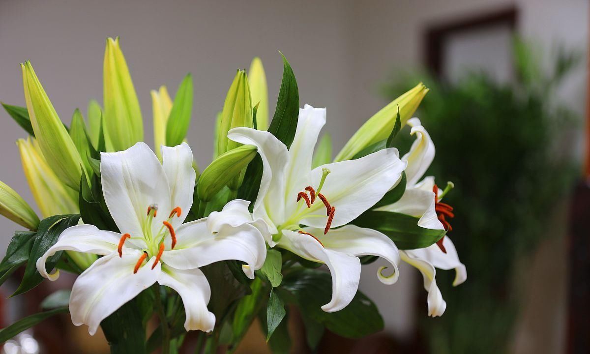  【室内】这4种花香味很好闻，但是会“上头”，室内养殖要小心
